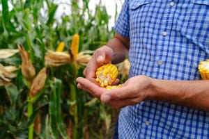 Una marca apuesta a una fuerte especialización en maíz