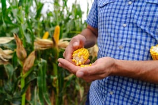 Una marca apuesta a una fuerte especialización en maíz