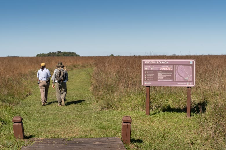 Iberá sin motores: cómo explorar el portal San Nicolás entre ciervos, yacarés y aves autóctonas