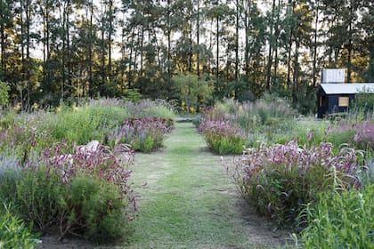 Sendero principal de dos metros de ancho que permite recorrer los canteros rodeados de Celosia spicata, Muhlenbergia capillaris, gauras y Sedum ‘Autumn Joy’ a lo lejos, y gramíneas como Panicum ‘Dallas Blues’ y Pennisetum orientale que le dan altura y escala al espacio.