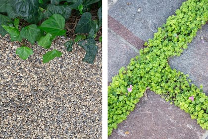 Senderos con borde vegetal, un guiño de color que marca la ruta sin interrumpir la naturaleza del jardín