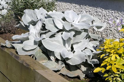 Senecio candicans funciona bien cerca de médanos