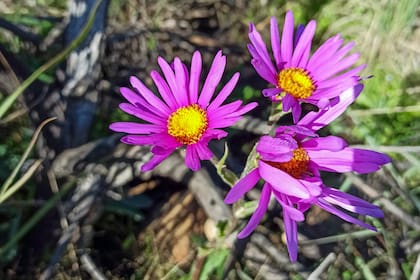 Senecio pulcher y una paleta llamativa, difícil de igualar
