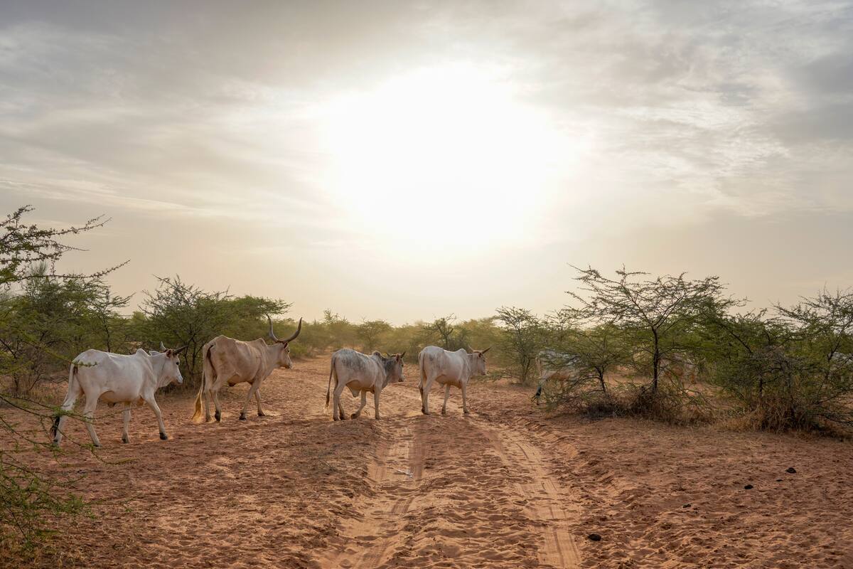Senegal registra 17 muertes en raro brote de fiebre del Valle del Rift ...