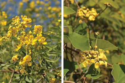 Senna corymbosa, conocida como sen del campo o rama negra. Derecha: Stigmaphyllon bonariense, llamada comúnmente papa del río o isipó amarillo.