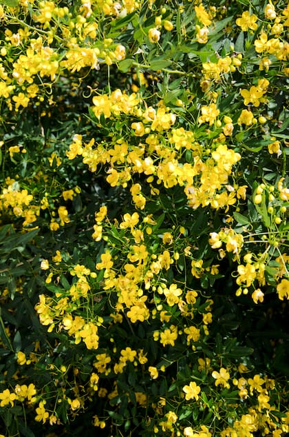 Senna corymbosa en plena floración