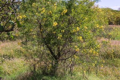 Senna corymbosa es alimento de las orugas de varias especies de mariposas