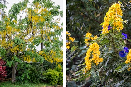 Senna spectabilis florece con racimos de flores amarillas, grandes y luminosas