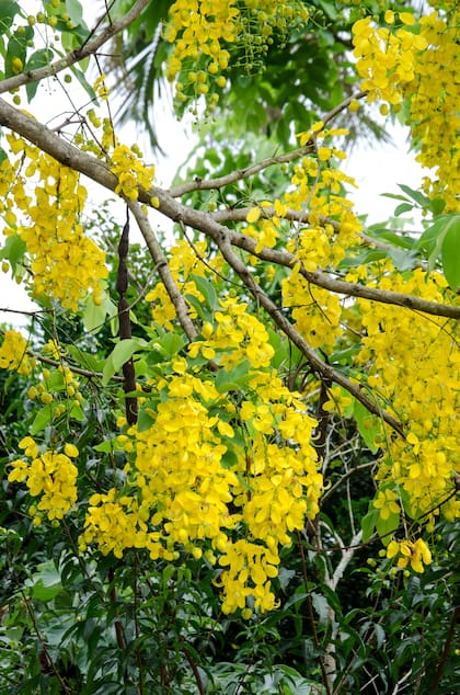 Senna spectabilis, un arbol del noroeste argentino que florece cerca de la fecha de carnaval
