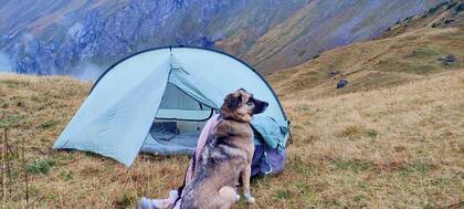 “Sentí algo que caminaba alrededor de la carpa. Así que miré afuera y vi un perro".