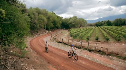 Paseo en bicicletas eléctricas por los senderos de la finca, descubriendo árboles autóctonos como Cardones centenarios (Pachycereus Pringlei) y fauna local.