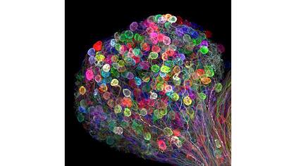 Séptimo puesto del Nikon Small World 2017