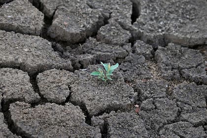 Sequía del estanque de las Landas en Lussat, Francia por la ola de calor que azota Europa 