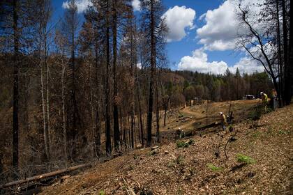 Otra consecuencia de la sequía es el aumento del riesgo de incendios forestales, particularmente preocupante en una región devastada en los últimos años por incendios gigantescos; los árboles carbonizados que salpican el paisaje alrededor del embalse son un duro recordatorio; el año pasado, el fuego arrasó más de 1,7 millones de hectáreas en California; 33 personas murieron en los cerca de 10.000 incendios declarados, incluidas 15 en Berry Creek, cerca de Oroville