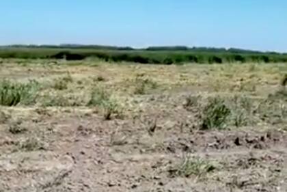 La falta de lluvias secó la laguna