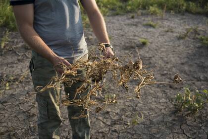 David Montgomery: "Para 2100 habremos erosionado un tercio de los suelos"