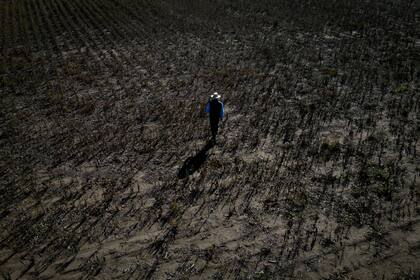 Sequía en un campo de Pergamino, provincia de Buenos Aires
