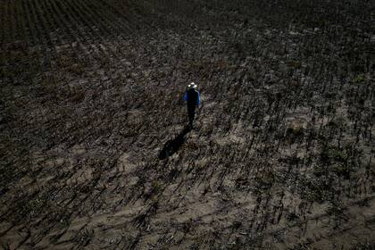 Sequía que afectó la producción agrícola de soja en Pergamino, provincia de Buenos Aires, en mayo de 2023.
