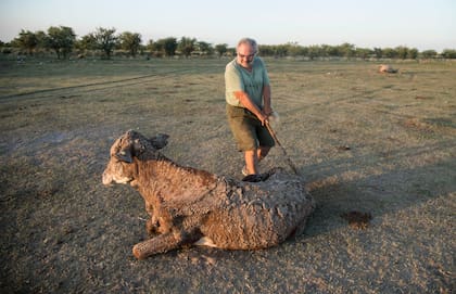 Giailevra intentó que se levante un animal que agoniza