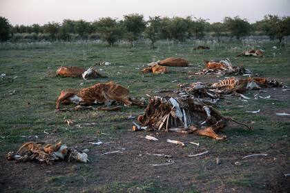 En el norte de Santa Fe estiman que ya murieron unos 3000 animales por la sequía