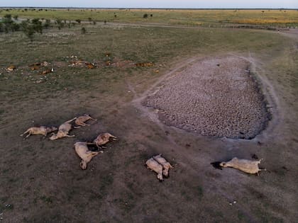 En el norte de Santa Fe ya contabilizan la muerte de más de 3000 animales