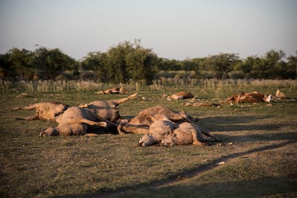Decenas de animales muertos en el campo de Gustavo Giailevra