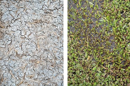 Sequía y exceso de agua, dos problemas que pueden ocasionar estragos en el césped.