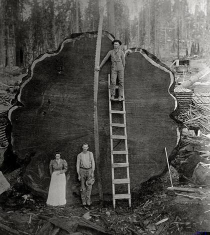 Sequoia gigante en el Parque Nacional, Tulare County. Sin fecha.