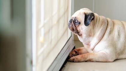 Ser dueño de una mascota implica ciertas obligaciones que garanticen su bienestar