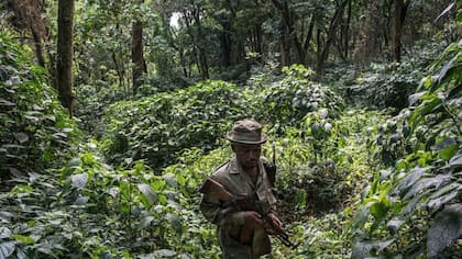 Ser guardabosque en el Parque Nacional Virunga implica riesgos porque grupos armados que pelean contra el gobierno operan dentro