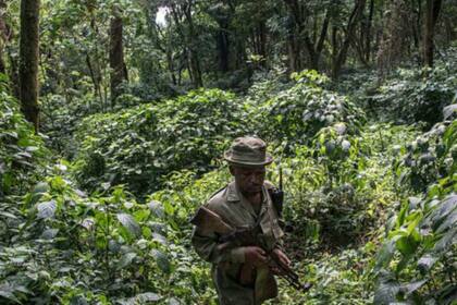 Ser guardabosque en el Parque Nacional Virunga implica riesgos porque grupos armados que pelean contra el gobierno operan dentro