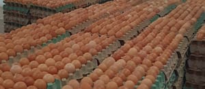 Un acuerdo permitirá la donación de 700.000 huevos