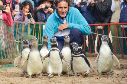 Sergio Rodríguez Heredia de Fundación Mundo Marino libera a 7 pinguinos a su hábitat natural