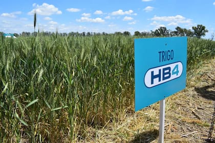 Sería muy baja la inclusión del trigo transgénico en la actual siembra de Brasil