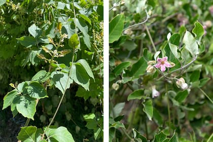 Serjania meridionalis y Araujia sericifera