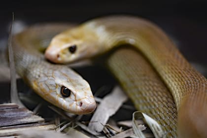 Existen distintos olores cotidianos que espantan a las serpientes