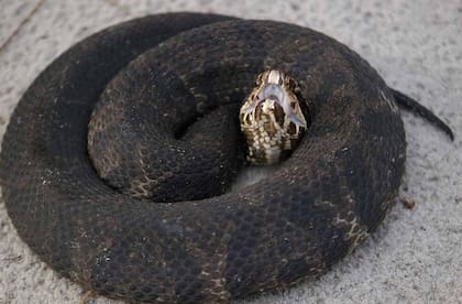 Serpiente Boca de Algodón, una de las especies venenosas que hay que saber identificar