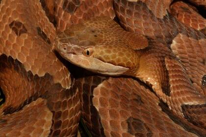 Serpiente Cabeza de Cobre del Norte, divisada en Nueva Jersey