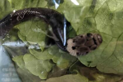 Serpiente y lechuga fueron puestas en un recipiente hermético hasta que llegó un especialista en ofidios para sacar al ejemplar de cabeza pálida de allí