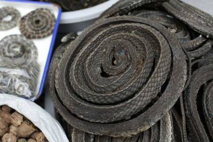 Serpientes secas son utilizadas para tratar la artritis en la medicina tradicional china