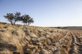 El arte de plantar árboles para dejar una huella en la Tierra