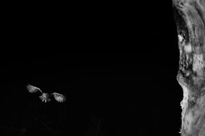 Servicio nocturno, Parque Nacional Kiskunsági, Hungría. Autor: Tibor Kercz | Érd, Hung