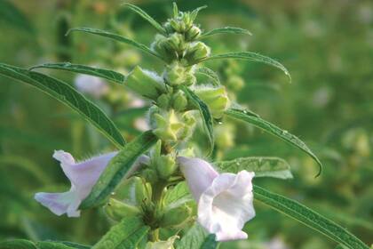 Sésamo (Sesamum indicum). Después del descubrimiento de América, fue llevado a México y luego a Brasil por los portugueses.