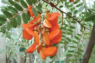 A la sombra: árboles y arbustos que se adaptan a pequeños espacios