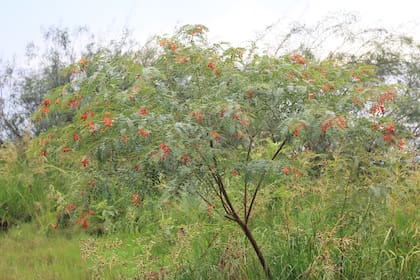 Sesbania punicea, con sus flores de color naranja intenso dialoga bien con la arquitectura contemporánea