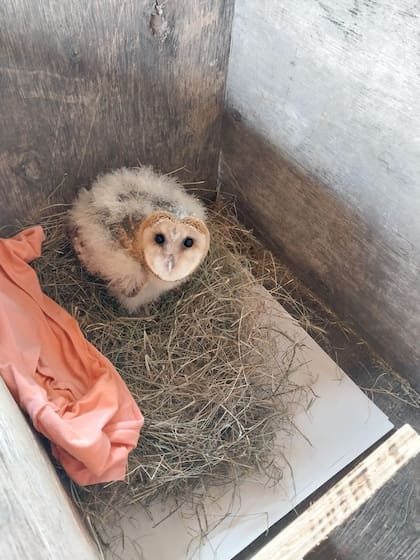 Sesenta días después de su rescate, Palmira comenzó a perder el plumón de pichón.