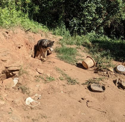 Shadow había cavado un pozo para refugiarse.