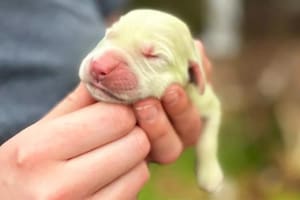 El curioso caso de Shamrock, el cachorro Golden que nació verde y cuya historia se viralizó en las redes