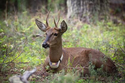 Shehuen es el primer huemul que nació en el centro.