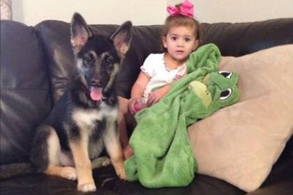 Shiba de cachorra en su casa de Texas.